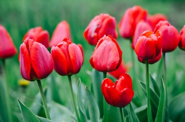 Baharda bahçede kırmızı laleler