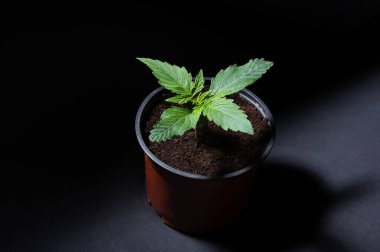 Bir demlikte esrar yetiştirmek için.