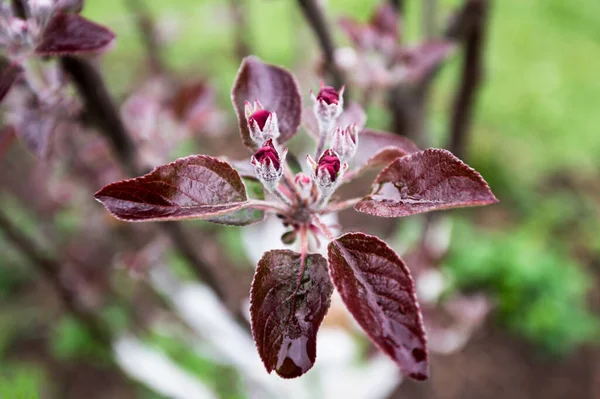 Knoppen Van Bloemen Het Voorjaar Een Appelboomgaard Voor Bloei — Stockfoto