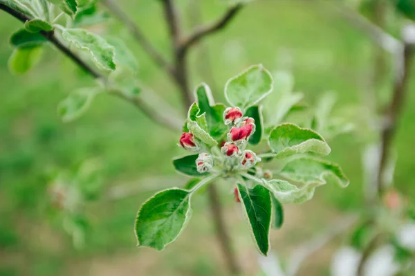 Οπωρώνα Μήλου Πριν Ανθίσει Μπουμπούκια Λουλουδιών — Φωτογραφία Αρχείου