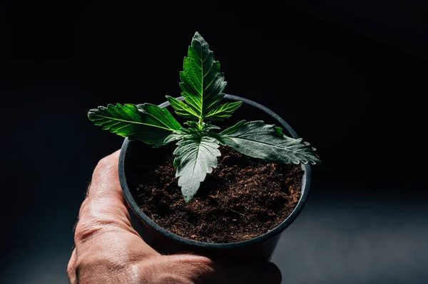 Cannabis Marijuana Plant Pot Seedling Hand — Stock Photo, Image
