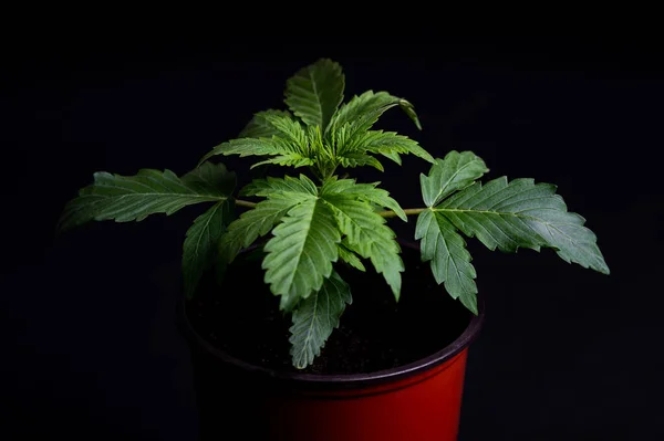 Cannabis Topf Feminisierte Medizinische Cannabis Setzlinge Auf Schwarzem Hintergrund — Stockfoto