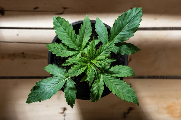 Planta Marihuana Una Caja Macetas Cannabis Hojas Vista Superior — Foto de Stock