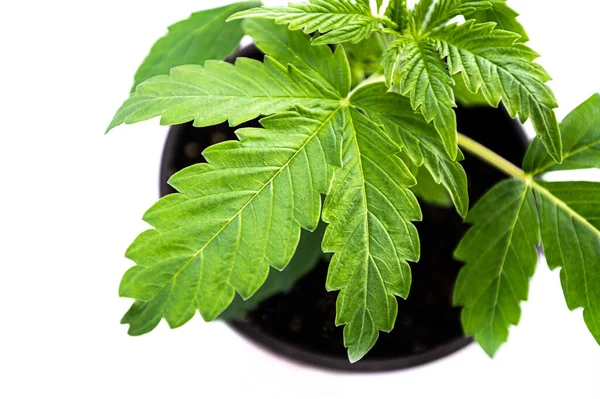 Planta Maconha Cannabis Medicinal Uma Panela Casa Legalizando Planta Mundo — Fotografia de Stock