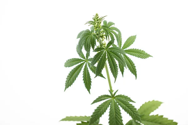 Planta Cáñamo Cannabis Técnica Sobre Fondo Blanco Planta Marihuana Floración — Foto de Stock