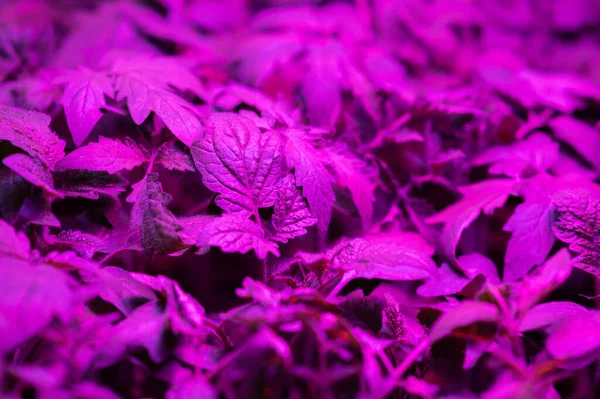 Grow Lights Indoor Plants Seedlings Plants Tomato — Stock Photo, Image