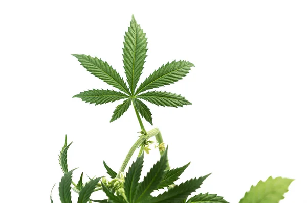 Cannabis Planta Folha Maconha Fundo Branco Poder Das Plantas Natureza — Fotografia de Stock