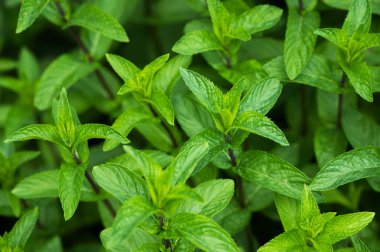 nane şekeri yaprakları bitkiler nane şekeri taze arkaplan