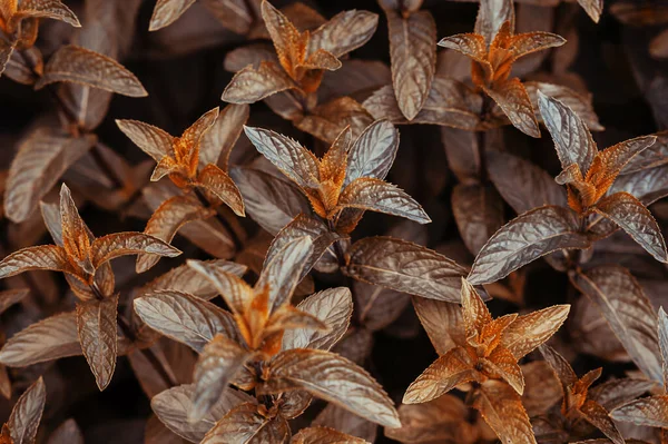 Růst Neobvyklé Máta Oranžová Tónování Tvůrčí Umění Pozadí Textury — Stock fotografie