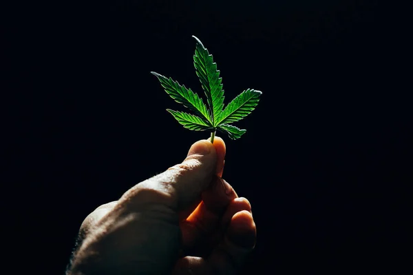 Growing Fresh Medicinal Cannabis Hand Marijuana Cbd Leaf — Φωτογραφία Αρχείου