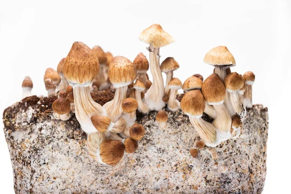 Psykedelisk Svamppsilocybe Cubensis Tek — Stockfoto