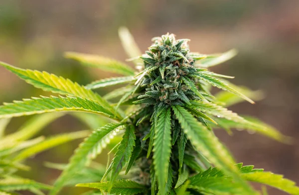 Maconha Cannabis Botões Medicinais Tampos Plantas Perto — Fotografia de Stock