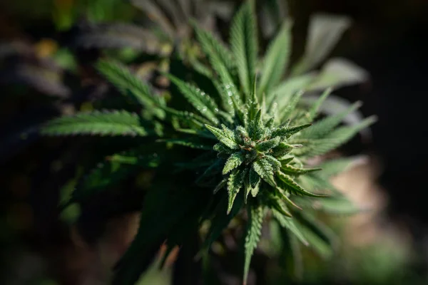 Marihuana Oder Cannabis Medizinische Knospe Aus Nächster Nähe — Stockfoto