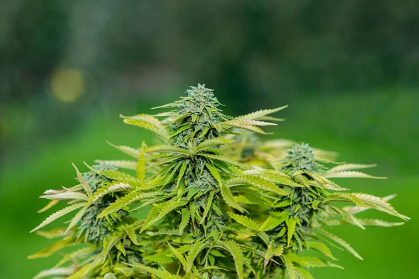 Planta Marihuana California Orgánica — Foto de Stock