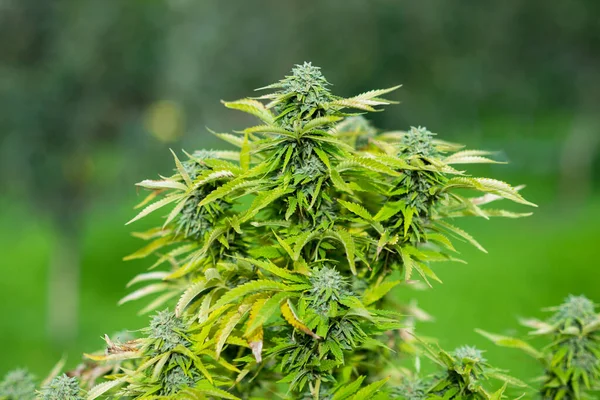 Livre Maconha Planta Califórnia Cultivo Cannabis Medicinal — Fotografia de Stock