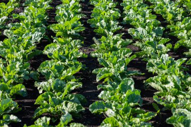 ekilmiş şeker pancarı tarlası tarlası, sıra sıra bitkiler