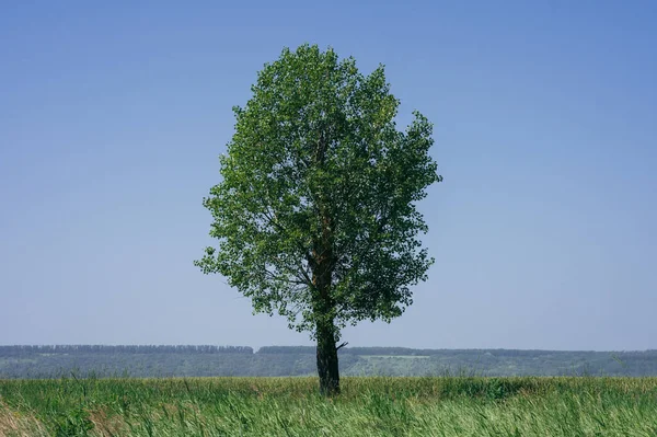 Baum Feld Sommer Natur Landschaft — Stockfoto