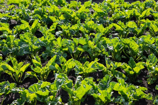 田里的根茎 乌克兰田里的甜菜 — 图库照片