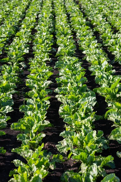 Farm Field Rows Plantations — Stock Photo, Image