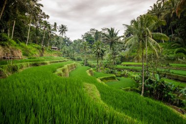 Bali adasında pirinç terasları, ubud