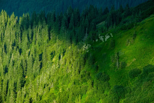 Árboles Montañas Verano Naturaleza Europa —  Fotos de Stock