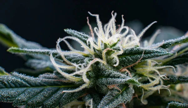 Hampa Cannabis Trichomes Marijuana Bakgrund — Stockfoto