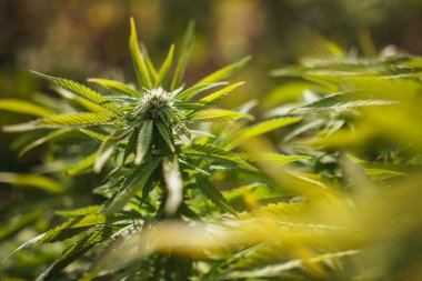 Marihuana yetiştiriyorum. Organik tıbbi esrar.