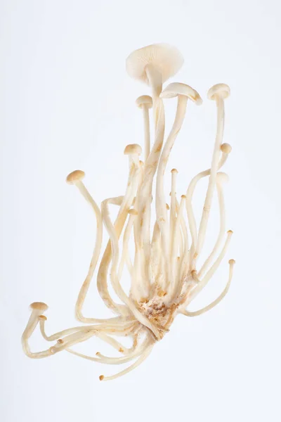 Flammulina Friss Enoki Nyers Ehető Gomba Ázsiai Gomba — Stock Fotó