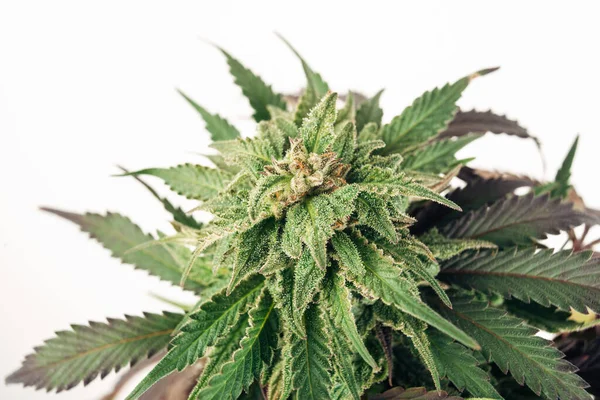 Rosnące Rośliny Konopi Kwiatowych Pąki Marihuany — Zdjęcie stockowe