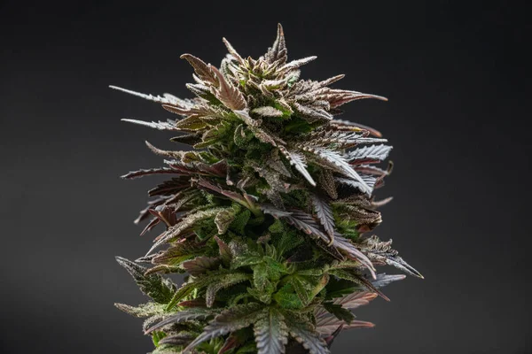 Μαριχουάνα Ιατρική Καλλιέργεια Φυτό Ώριμο Μπουμπούκι Του Στελέχους Παγωτό — Φωτογραφία Αρχείου