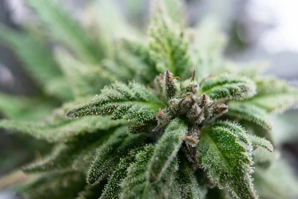 Cnabis Trichomes Close Μαριχουάνα Ιατρική Cbd — Φωτογραφία Αρχείου