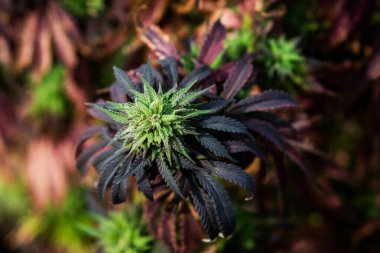 Kenevir marihuana bitkisi thc yeşil ot tarımı bahçe kültürü