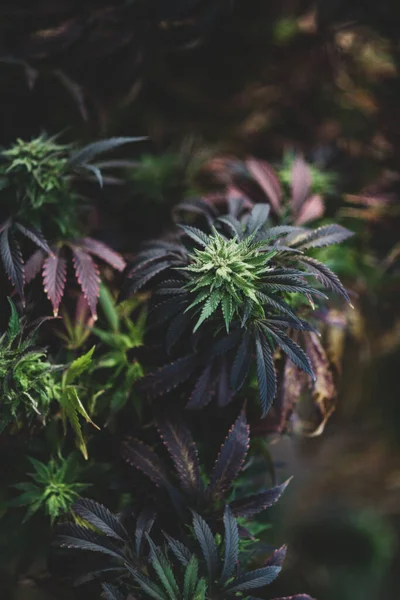 Cannabis Indica Outono Após Geada Maconha Medicinal Menina Fazenda Scout — Fotografia de Stock