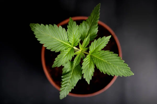 Potted Marijuana Plant Bovenaanzicht — Stockfoto