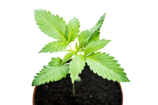 Maconha Brotar Pote Jardim Cannabis Medicinal Fundo Branco — Fotografia de Stock