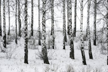 Kışın huş ağacı