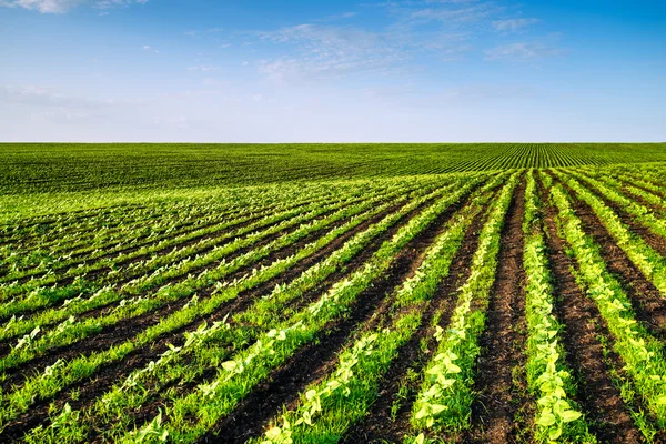 Campo e céu — Fotografia de Stock