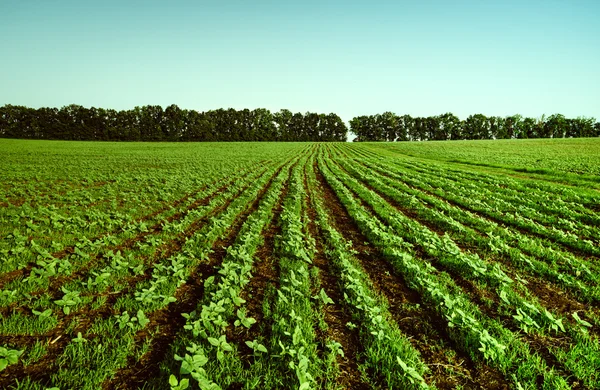 Landbouwgronden — Stockfoto