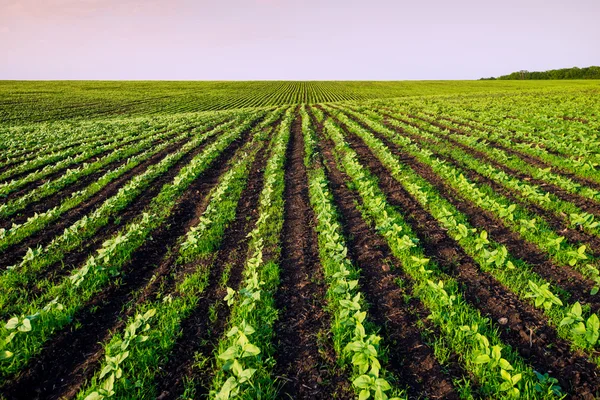 Campo — Fotografia de Stock