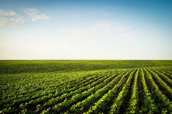 Striped field — Stock Photo, Image