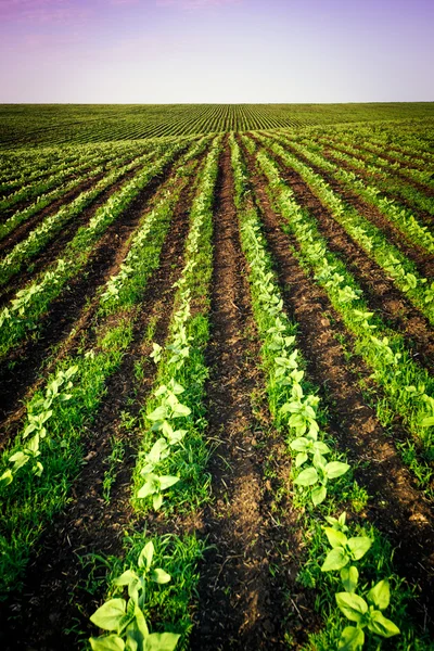 Stripes on the fields — Stock Photo, Image