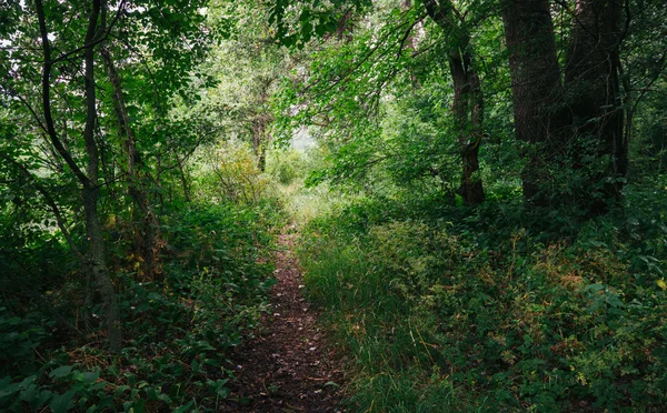 Mystisk stig i skogen — Stockfoto