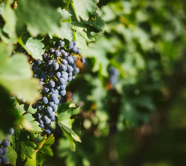 Viñedos Granjas vinícolas — Foto de Stock