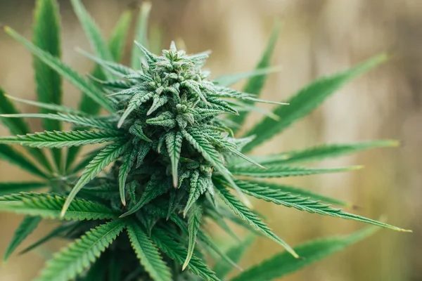 Marijuana bitkisi