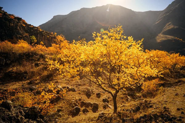 秋天一棵树 — 图库照片