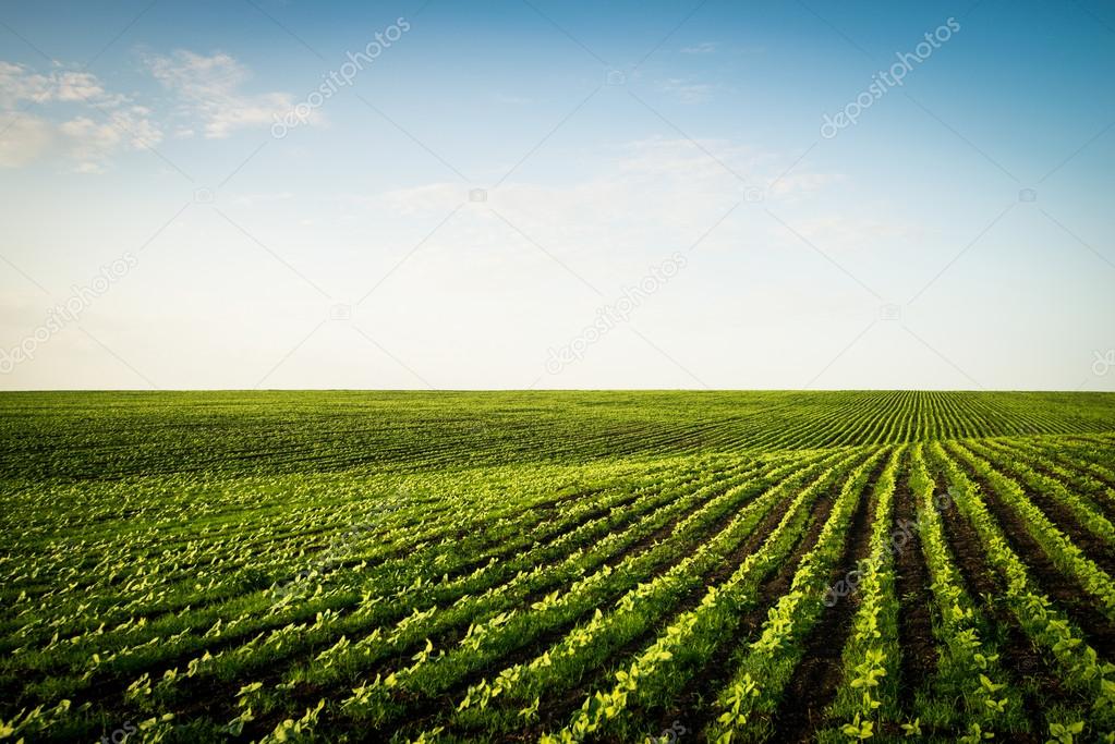 striped field