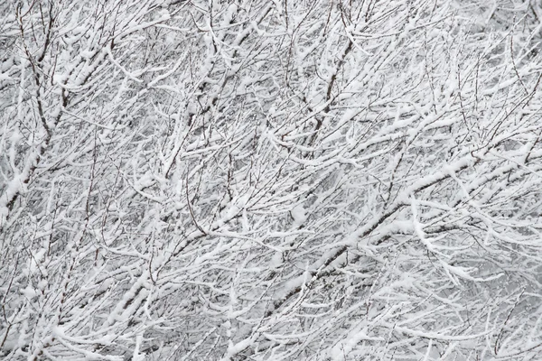Снег и ветви — стоковое фото
