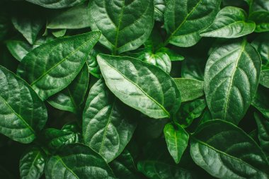 Genç yeşil lahanası biber arka plan