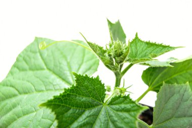 Sağlıklı yaşam - sağlıklı beslenme