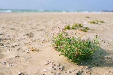 Deniz kenarında tatil. Sandy sahil ve bush çiçekler